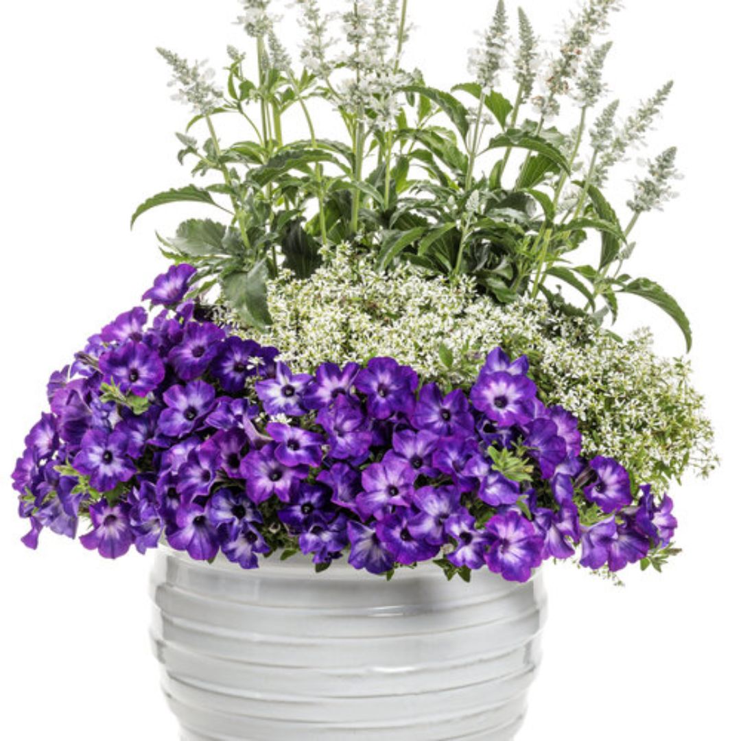 Proven Winners Unplugged® White Mealycup Sage