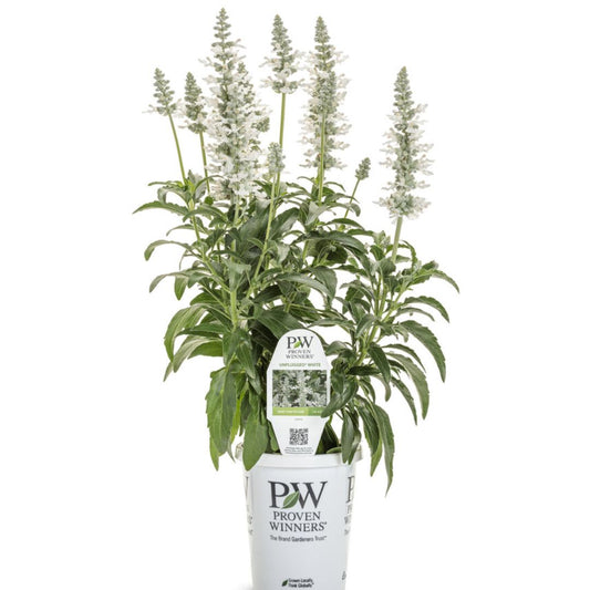 Proven Winners Unplugged® White Mealycup Sage