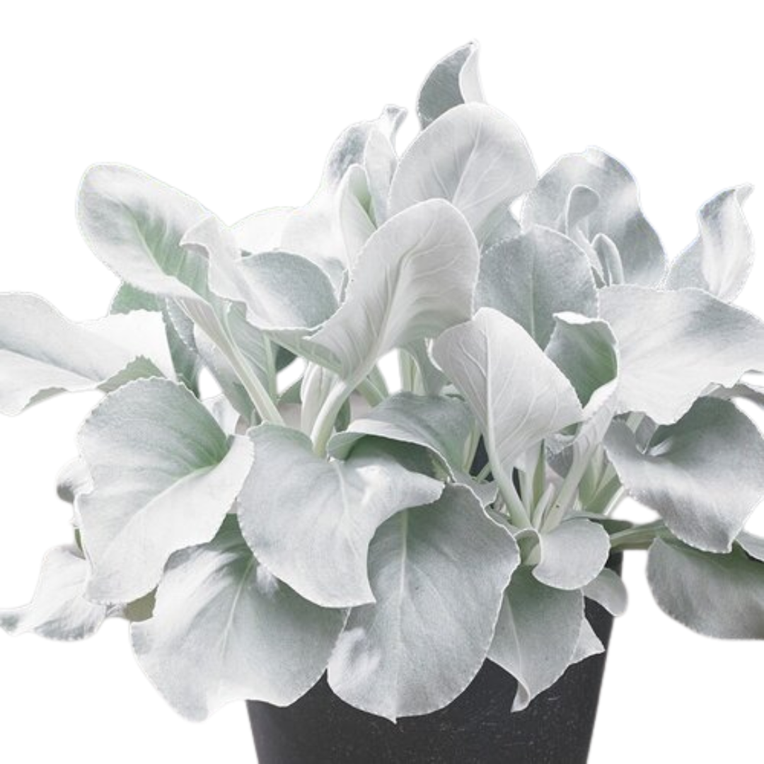 Proven Winners Angel Wings Sea Cabbage Senecio