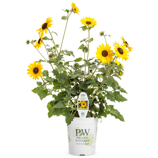 Proven Winners Suncredible® Yellow Sunflower