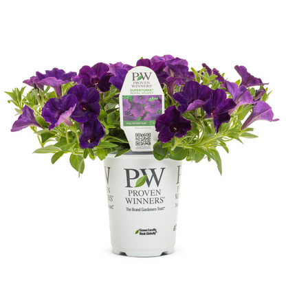 Proven Winners Supertunia Royal Velvet