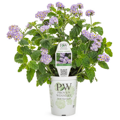 Proven Winners Augusta™ Lavender Heliotrope