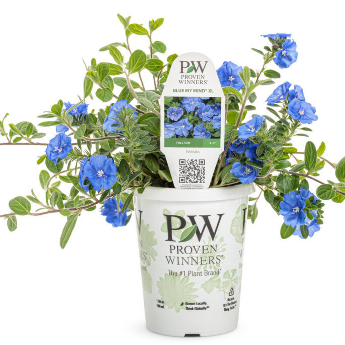 Proven Winners Blue My Mind® XL Dwarf Morning Glory