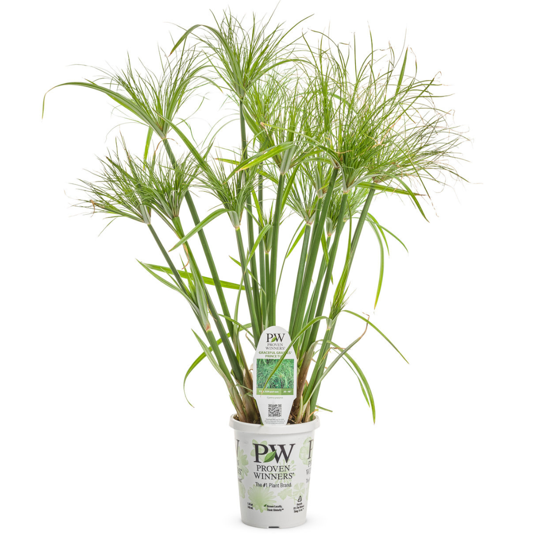 Proven Winners Graceful Grasses® Prince Tut™