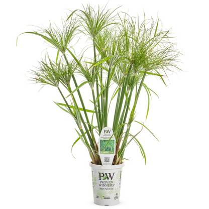 Proven Winners Graceful Grasses® Prince Tut™