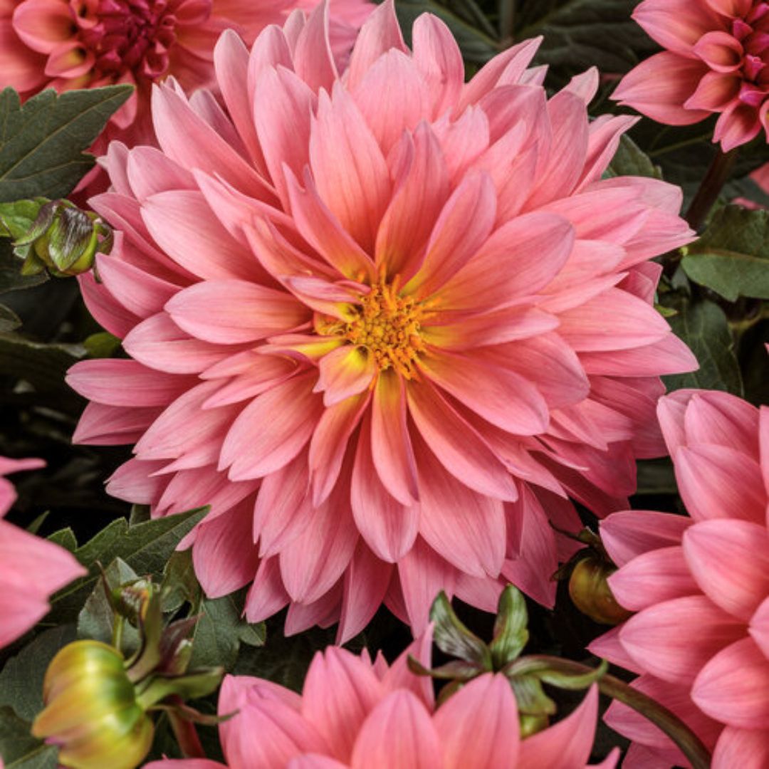 Proven Winners Virtuoso™ Pinkerific™ Dahlia