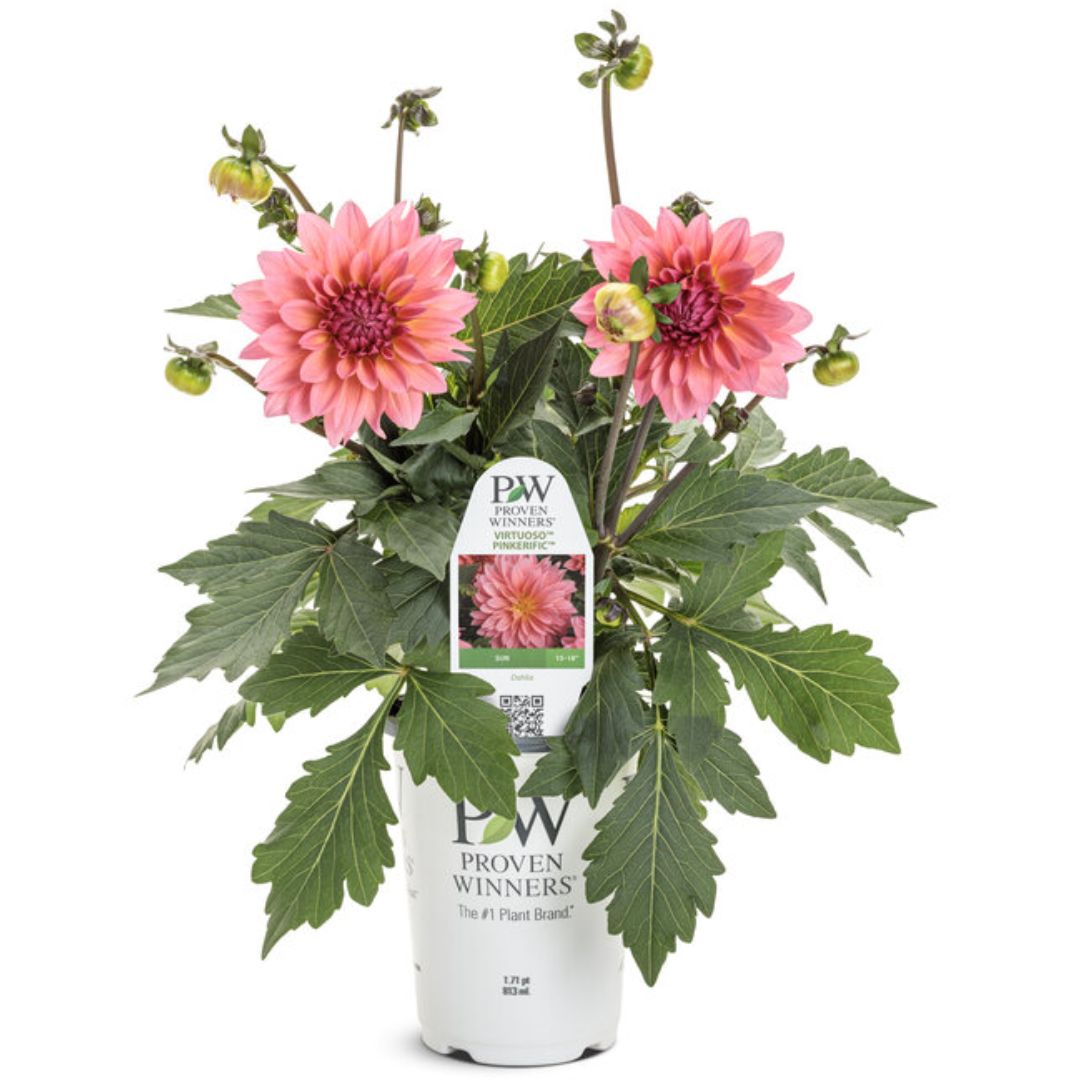 Proven Winners Virtuoso™ Pinkerific™ Dahlia