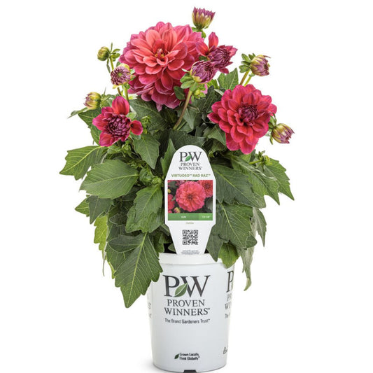 Proven Winners Virtuoso™ Rad Raz™ Dahlia