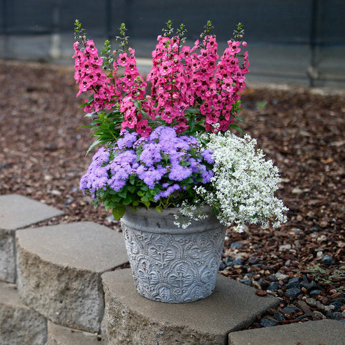 Proven Winners Artist® Blue Ageratum (Flossflower)