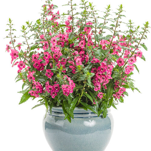 Proven Winners Angelface® Perfectly Pink (Summer Snapdragon)