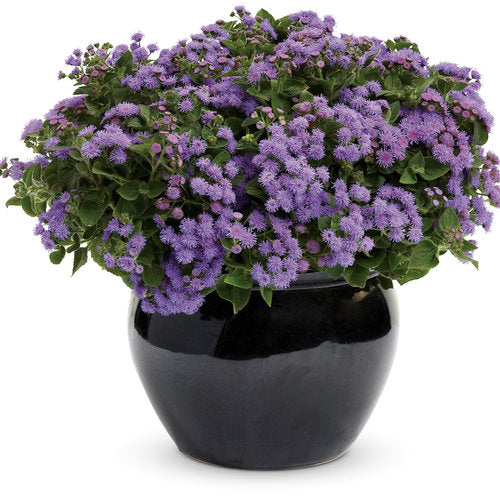 Proven Winners Artist® Blue Ageratum (Flossflower)