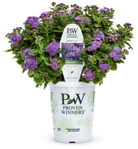 Proven Winners Artist® Blue Ageratum (Flossflower)