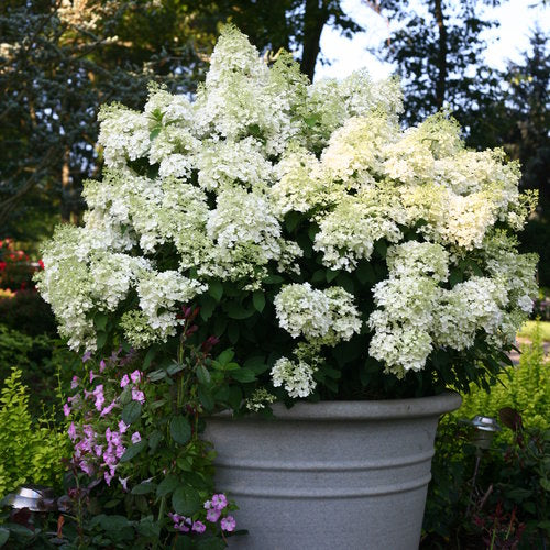 Proven Winners Bobo® Panicle Hydrangea Quart