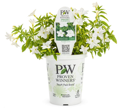 Proven Winners Endless™ Flirtation Browallia (Bush Violet)