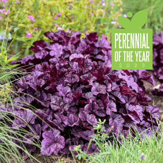 Proven Winners Wildberry Heuchera