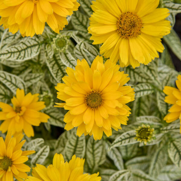 Proven Winners Bit of Honey Heliopsis