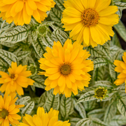 Proven Winners Bit of Honey Heliopsis