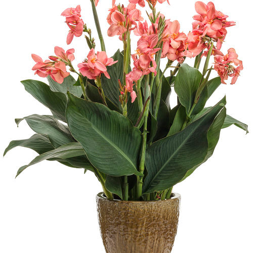 Proven Winners Toucan® Coral Canna Lily