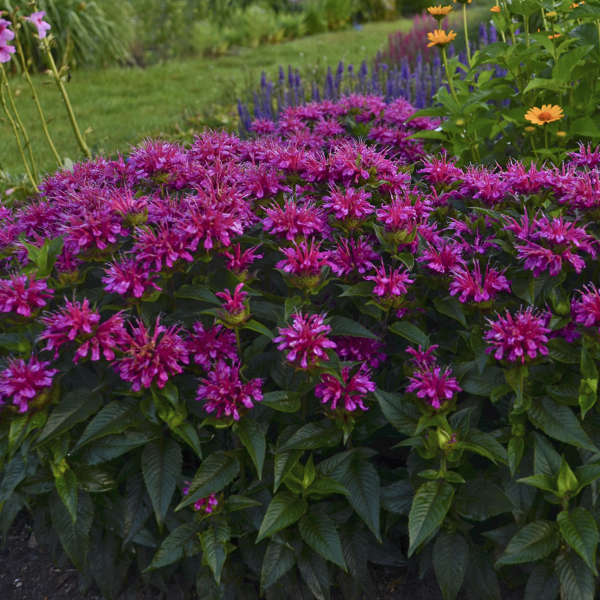 Proven Winners Pardon My Purple Monarda