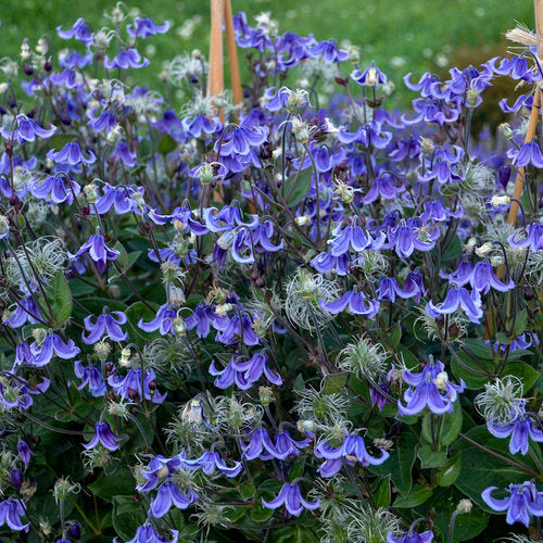 Proven Winners 'Stand by Me' Bush Clematis