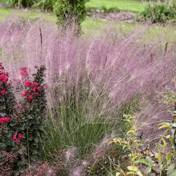 Walter's Gardens Muhly Grass 1 Gallon (*NOT PROVEN WINNERS)