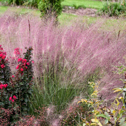 Walter's Gardens Muhly Grass 1 Gallon (*NOT PROVEN WINNERS)