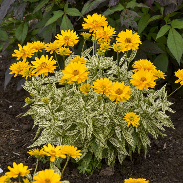 Proven Winners Bit of Honey Heliopsis