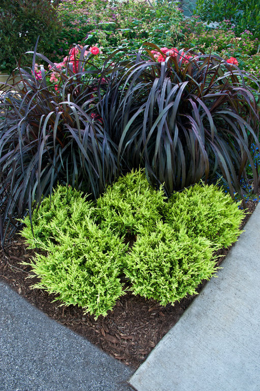 Proven Winners Graceful Grasses® Vertigo®