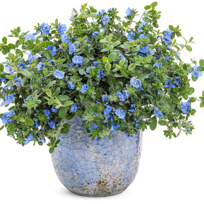 Proven Winners Blue My Mind® XL Dwarf Morning Glory