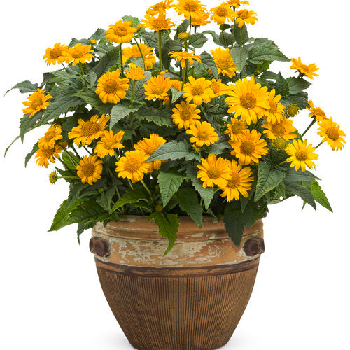 Proven Winners 'Tuscan Sun' (Perennial Sunflower) Heliopsis 1 Gallon