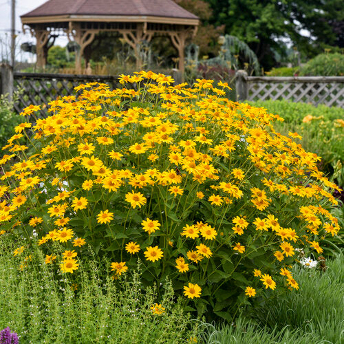 Proven Winners 'Tuscan Sun' (Perennial Sunflower) Heliopsis 1 Gallon