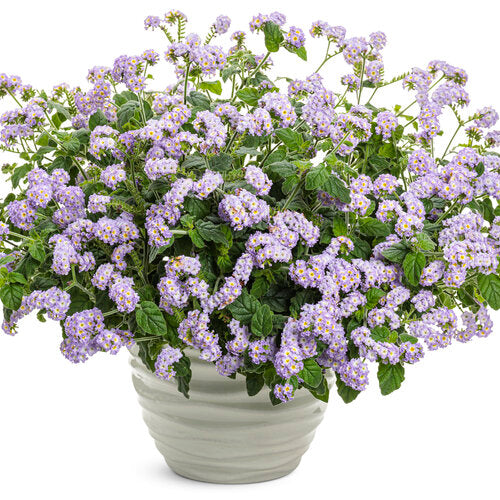 Proven Winners Augusta™ Lavender Heliotrope