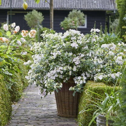 Proven Winners Fairytrail Bride® Cascade Hydrangea Quart