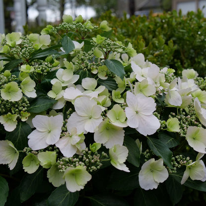 Proven Winners Fairytrail Bride® Cascade Hydrangea Quart