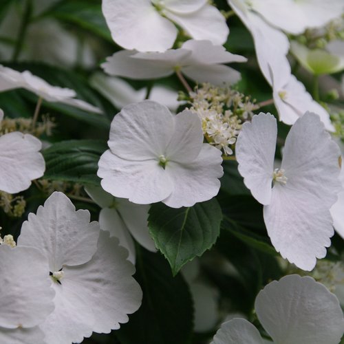 Proven Winners Fairytrail Bride® Cascade Hydrangea Quart