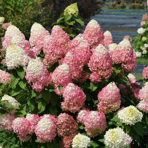 Proven Winners Quick Fire Fab® Panicle Hydrangea Quart