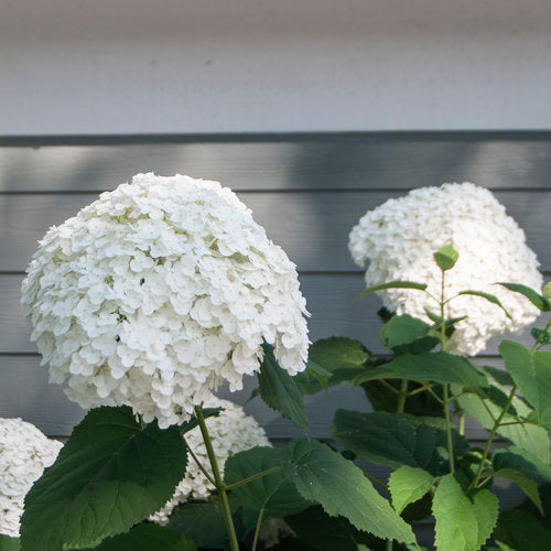 Proven Winners Incrediball® Smooth Hydrangea Quart