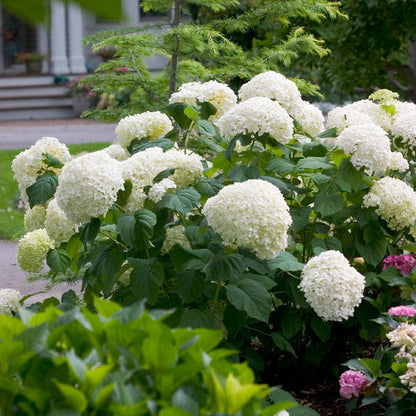 Proven Winners Incrediball® Smooth Hydrangea Quart