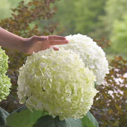 Proven Winners Incrediball® Smooth Hydrangea Quart