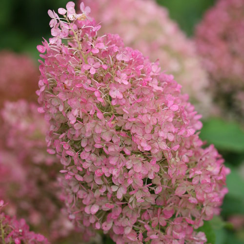 Proven Winners Bobo® Panicle Hydrangea Quart