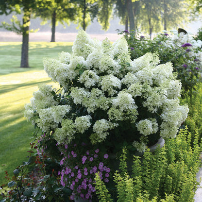 Proven Winners Bobo® Panicle Hydrangea Quart