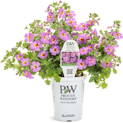 Proven Winners Safari® Dusk™ South African Phlox (Jamesbrittenia) *Great for the South!