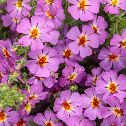 Proven Winners Safari® Dusk™ South African Phlox (Jamesbrittenia) *Great for the South!