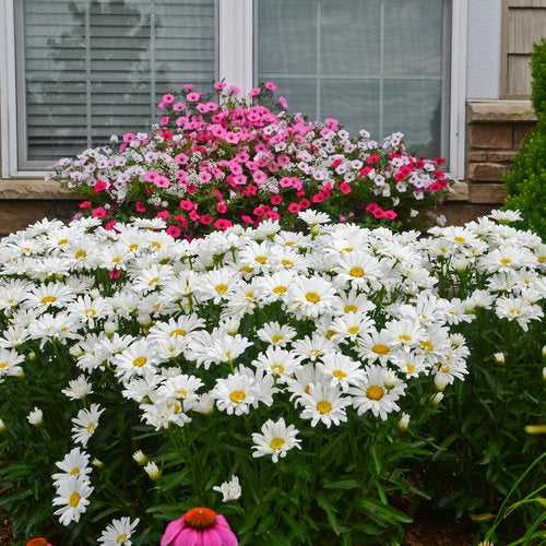 Proven Winners Amazing Daisies® Daisy May® Shasta Daisy