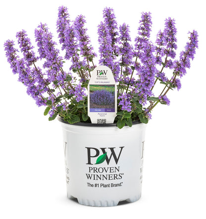 Proven Winners Cat's Pajamas Nepeta 1 Gallon (SMALL & TIDY FOR BORDERS)