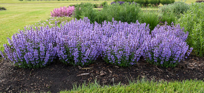 Proven Winners Cat's Pajamas Nepeta 1 Gallon (SMALL & TIDY FOR BORDERS)