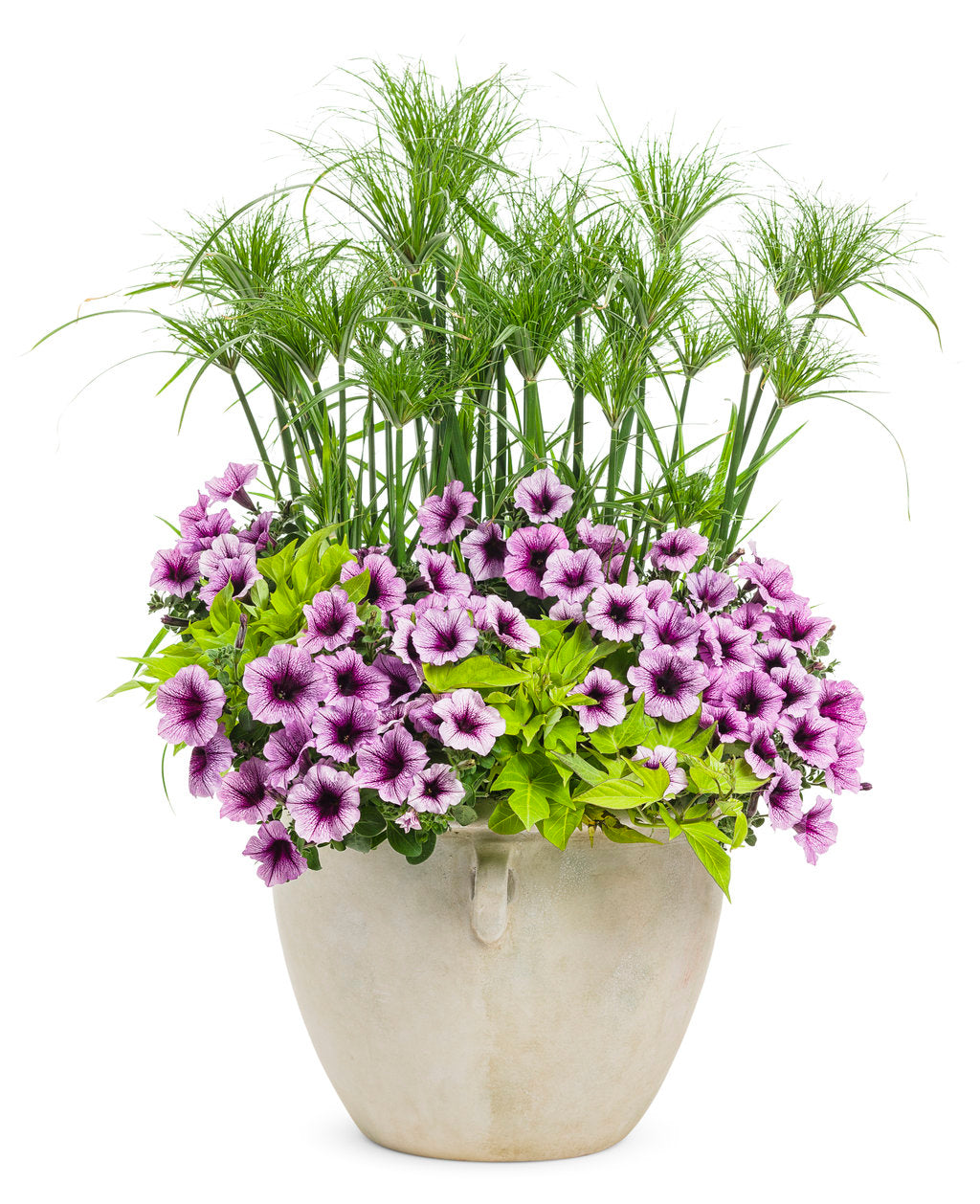 Proven Winners Graceful Grasses® Prince Tut™