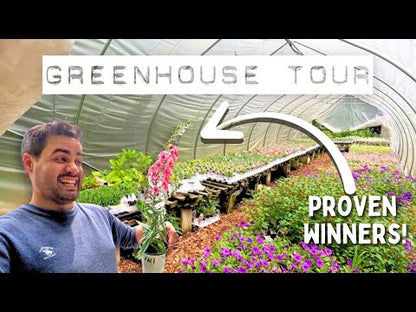 Proven Winners Augusta™ Lavender Heliotrope