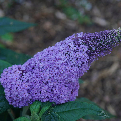 Proven Winners Pugster® Amethyst Butterfly Bush