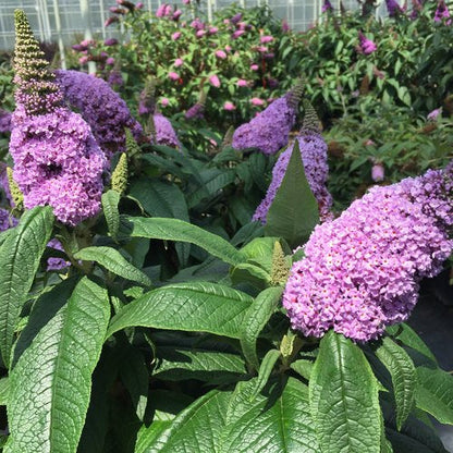 Proven Winners Pugster® Amethyst Butterfly Bush